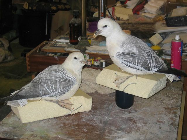 2fulmars [640x480].JPG